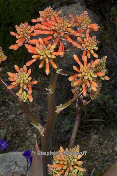 aloe striata 4 graphic